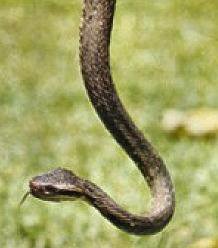 Serpent Fer-de-Lance.