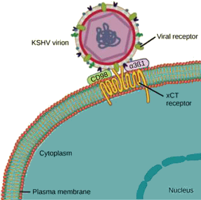 Virus associé au sarcome de Kaposi.
